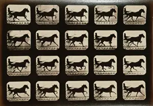 Consecutive: Horses. Pacing