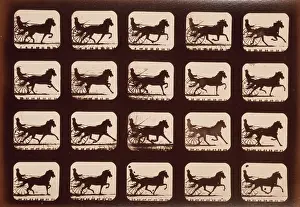 Consecutive: Horses. Pacing