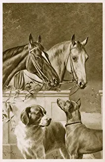 Doberman: Two Horses and a pair of dogs