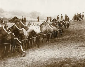 Rawhide Collection: Horses and people at Barnet Fair