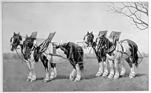 Colvin: HORSES/PLOUGH TEAMS 19C