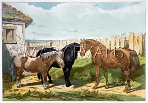 Sheltie: HORSES/PONIES 1882