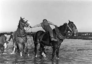 Attaching: Horses pulling in a fishing boat