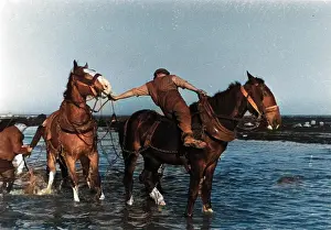 Margaret Monck: Horses pulling in a fishing boat