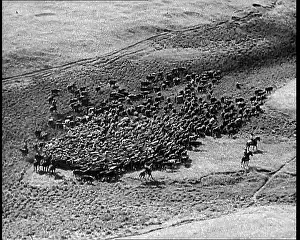 Rounded: Horses Being Rounded Up By Cowboys