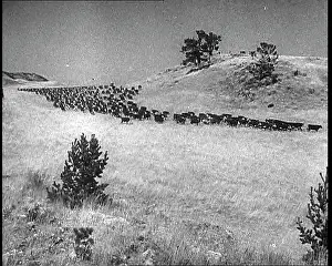 Rounded: Horses Being Rounded Up By Cowboys