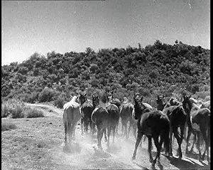 Rounded: Horses Being Rounded Up By Cowboys