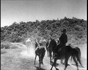 Rounded: Horses Being Rounded Up By Cowboys
