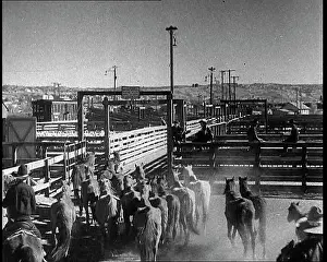 Pens: Horses Being Rounded Up By Cowboys And Being