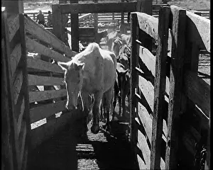 Pens: Horses Being Rounded Up By Cowboys And Being