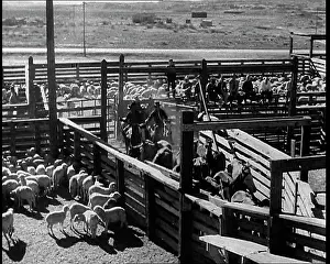 Pens: Horses Being Rounded Up By Cowboys And Being