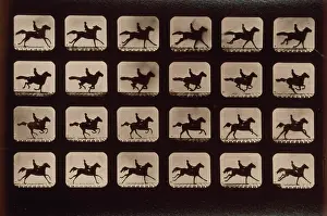 Consecutive: Horses. Running