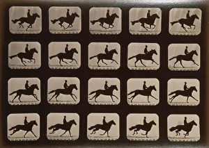Consecutive: Horses. Running