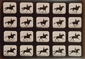 Consecutive: Horses. Running