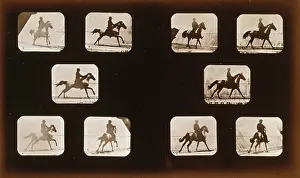 Phryne: Horses. Running - Horses. Cantering