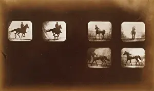 Mahomet: Horses. Running - Horses. Cantering