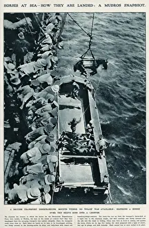 Mudros: Horses at sea, using slings WWI