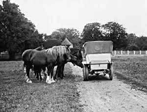 Sniffing: Horses are sniffing at a car, 1910