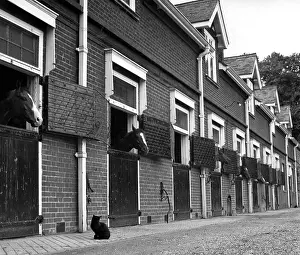 Poking: HORSES IN STABLES