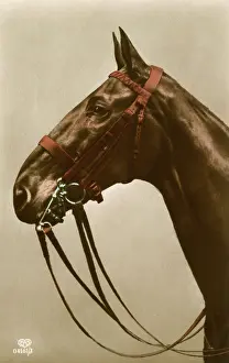 Tack: Horse's Tack in close-up
