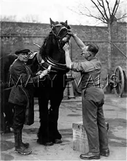 Carthorse: HORSE'S TEETH CLEANED