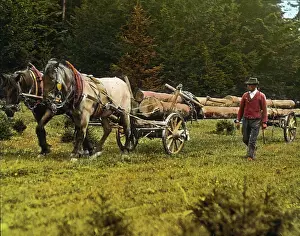 Bridles: Horses transporting timber