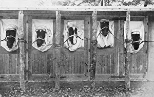 Veterinary: Horses treated for mange, WW1