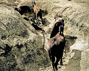 Horses in a trench, Western Front, WW1