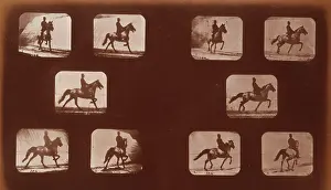 Edgington: Horses. Trotting