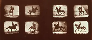 Edgington: Horses. Trotting