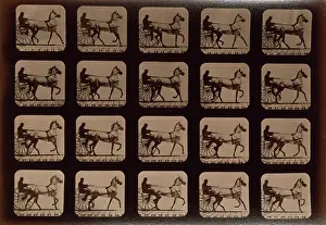 Oakland: Horses. Trotting