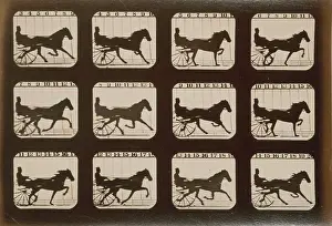 C1881: Horses. Trotting