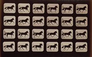 Elaine: Horses. Trotting