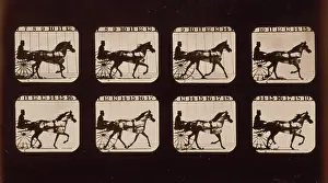 C1881: Horses. Trotting