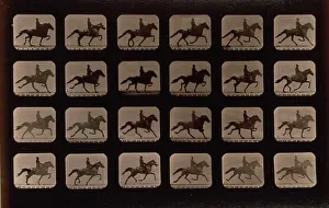 C1881: Horses. Trotting