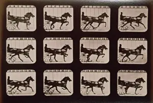 Consecutive: Horses. Trotting