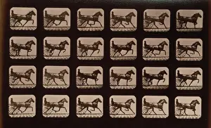 Consecutive: Horses. Trotting