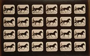 Consecutive: Horses. Trotting
