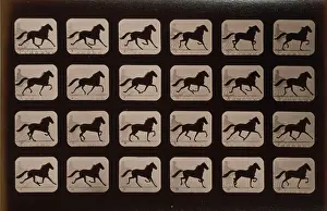 Consecutive: Horses. Trotting