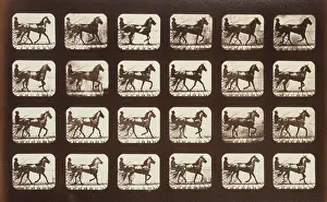 Consecutive: Horses. Trotting