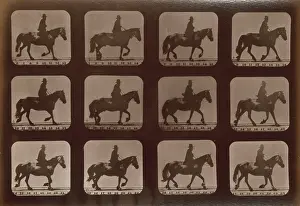 Consecutive: Horses. Trotting