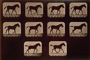 Consecutive: Horses. Trotting