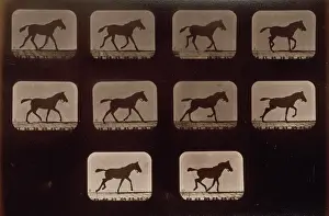 Consecutive: Horses. Trotting, change to running