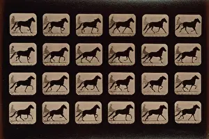 Consecutive: Horses. Trotting change to running