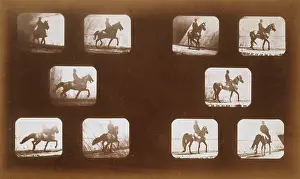 Edgington: Horses. Trotting - Horses. Walking