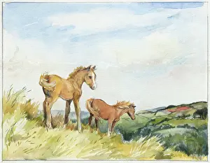 Orton: Two horses on the uplands