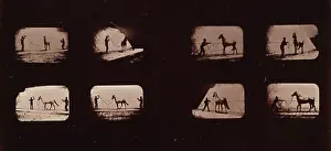 Mahomet: Horses. Walking