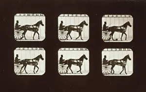 Edington: Horses. Walking