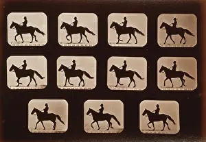 C1881: Horses. Walking
