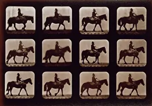 Consecutive: Horses. Walking